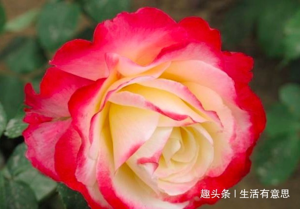 月季扦插不生根把枝条泡水前多做“1步”,30天就长满大白根