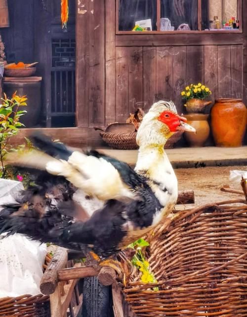 张艺兴录制《向往的生活》路透，粉丝：想看彩灯跟他同框！