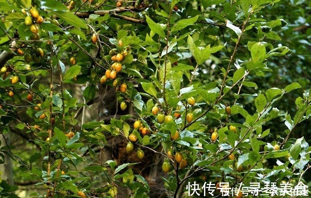 弹子|常被误以为是柿子，果实挂满树没人吃，树桩却被大量滥挖