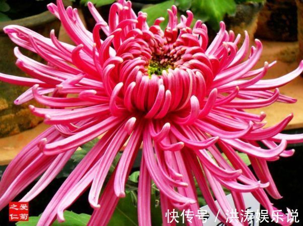 喜欢养菊花,就养盆“珍品菊花”,花开“紫气熔霜”,如紫气东来