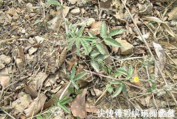 根部|这种野草全身都是宝，嫩茎是野菜根部能生吃，价值高你见过吗？