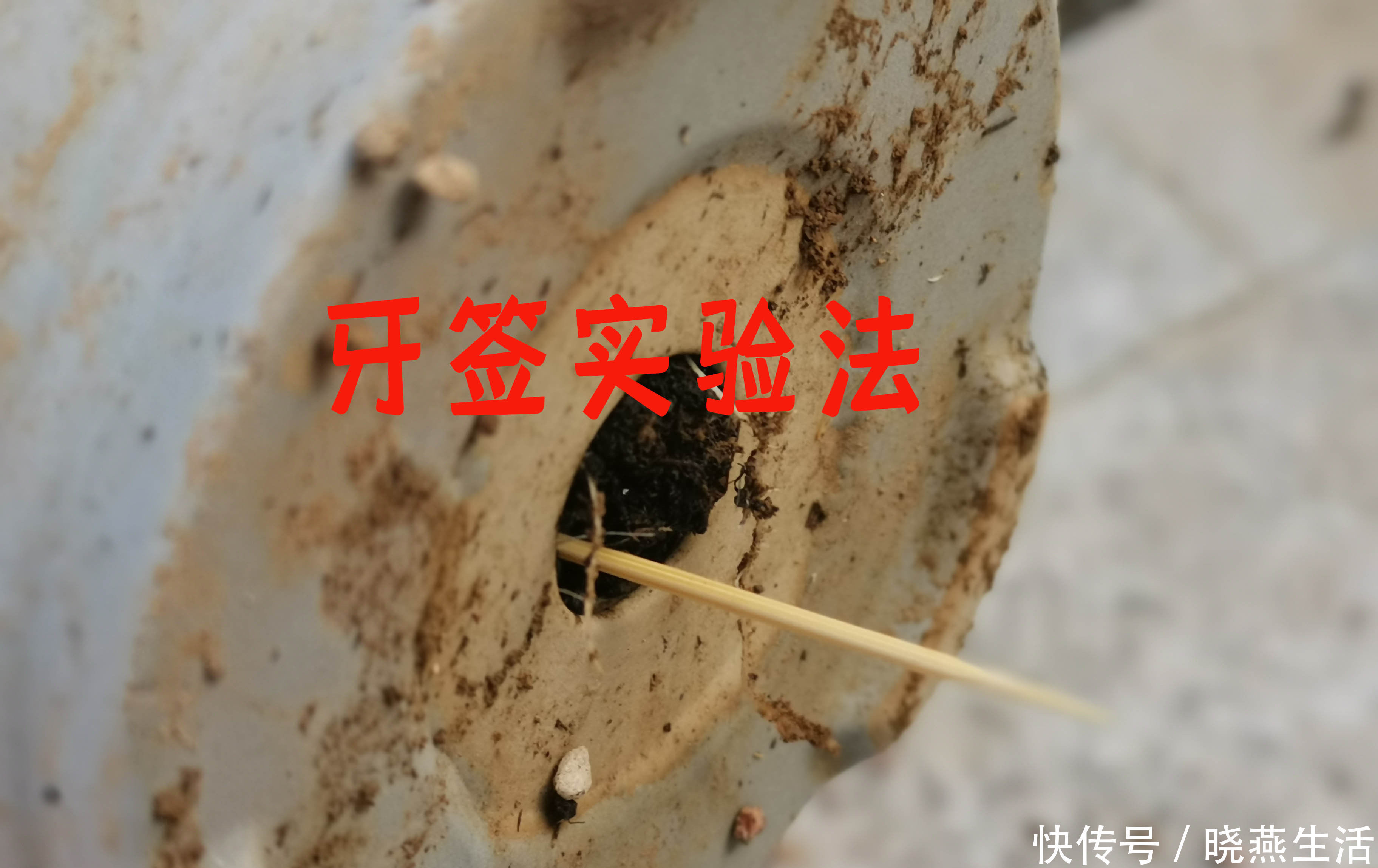 叶片|给多肉植物浇水那么简单，你为什么总是做不好