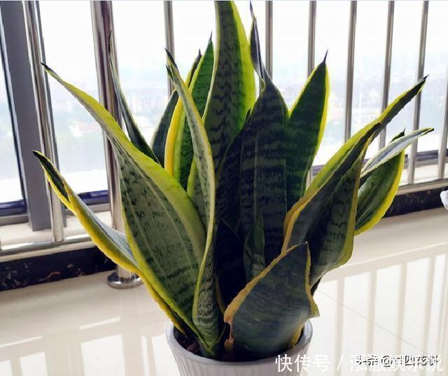 君子兰|7种花,就要“穷着养”,花盆越小,长势越喜人