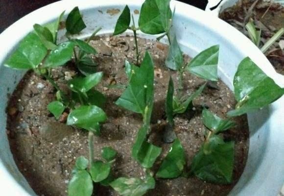 绣球花|这几种花这时候扦插最合适,不怕热生根快,今年不行动还要等明年