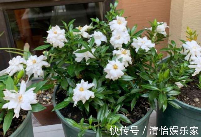 花友们|养花别光注意水、肥、光了，多小心2点，选对花盆事半功倍
