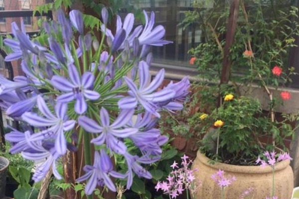 此花是代表了恋爱的花，优美秀丽的花型，是很美的装饰花卉