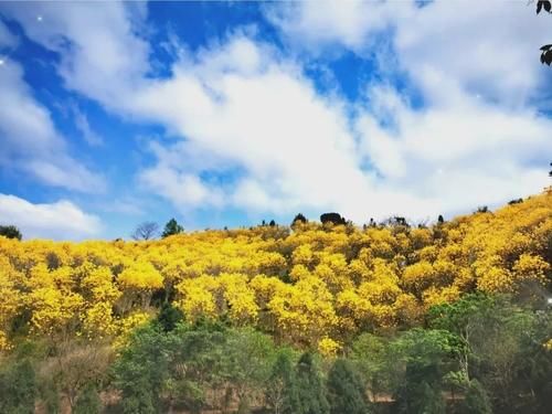 【醉美吕田】黄花风铃璀璨开满山！鹰嘴桃花粉嫩涨满屏！油菜花灿烂铺满地！