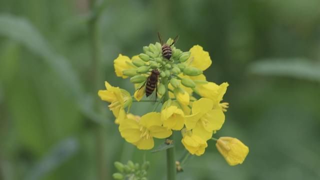 通城：油菜花开 小蜜蜂逐花而来