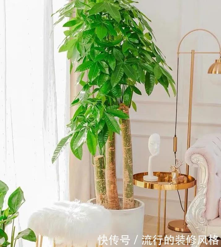 克瑞墨大牡丹茶花|如果不差钱，客厅建议摆放3样“高贵花卉”，让家居更精致