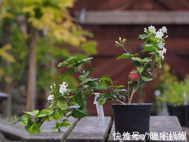 一个月|茉莉花这样养不爆盆都难,15年养花老手亲自传授4招,一个月爆盆