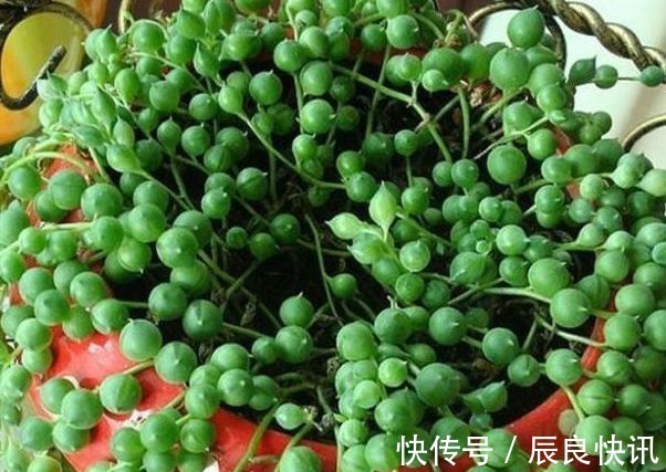 自制|养花缺少磷钾肥学会自制技巧,往花盆里放一点养啥植物都旺