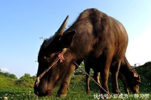 称帝|史上最幸运的人头天还是个放牛娃，第二天就登基称帝