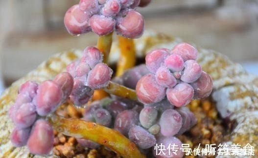 光照|一位花友控养了3年的桃蛋，看看美不美，做好这几点你养桃蛋也美！