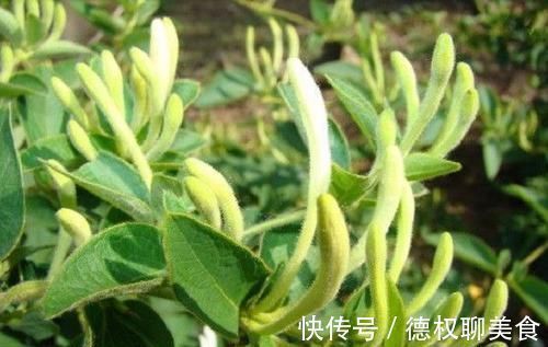 抑菌|有妇科炎症的女人,常食6种食物,抑菌消炎,炎症或会“悄悄”不见