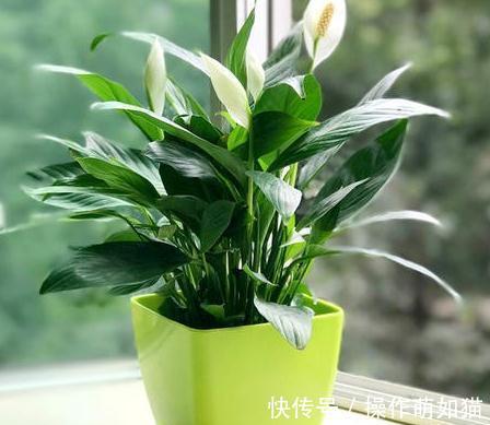 3种花就怕晒太阳，一晒就黄叶，特别难度夏