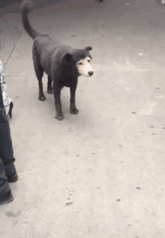 |搞笑GIF:这俩猴太皮了,跑下去只为帮乌龟翻个身