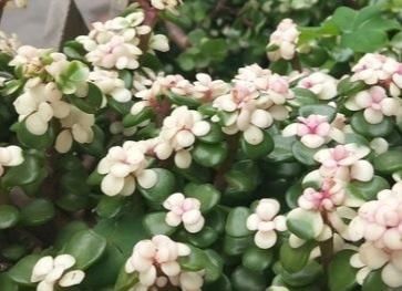 家养金枝玉叶总是长不好?知道几个小妙招,轻松长成老桩