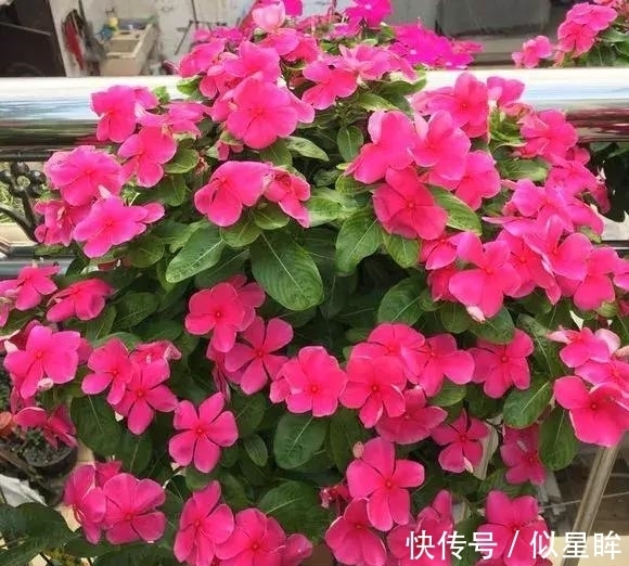蓝雪|2种花不怕热，越热越开花，一开200多天，现在种1个月就开爆！