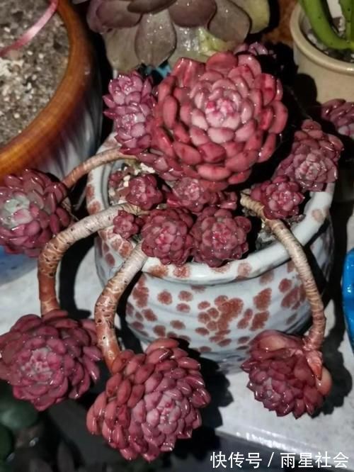 多肉|养多肉3年顺风顺水,多亏选了这6种大普货,现在全是大老桩