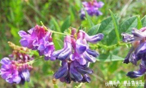 健脾|女性想爱美,不妨多吃3种食物,排毒抗菌,健脾养胃,刮油消脂