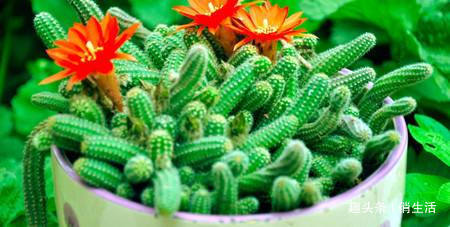 新手养花，不如养盆“阳台精品”仙人掌，温文尔雅，古典美丽