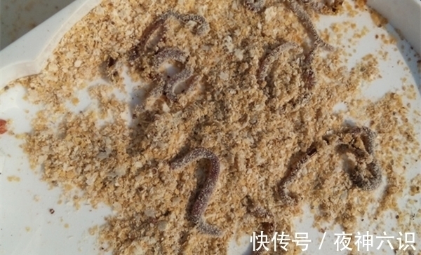 肉夹馍|冬季钓鲫鱼，聚鱼是关键，用这些方法打出立体窝，大鲫鱼连竿上！