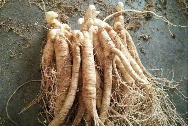 百岁女中医一生不用补品,思维敏捷,全靠喝此汤,降三高更是一绝