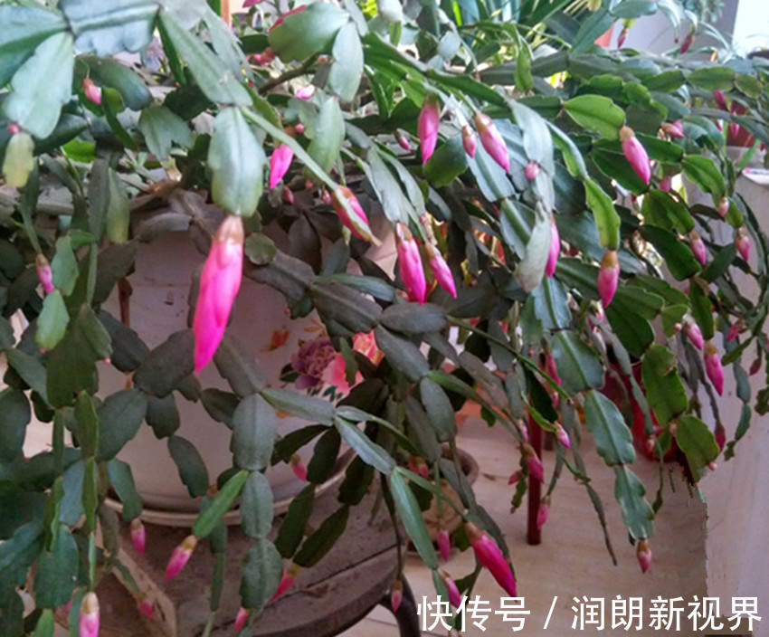 此法养蟹爪兰就是好,茎片翠绿肥厚蹭蹭长,满株的花苞数不清