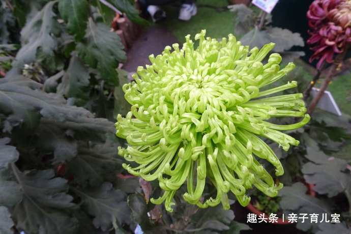 喜欢菊花,不如养“菊中珍品”绿安娜,翠绿如翡翠,淡雅清秀!