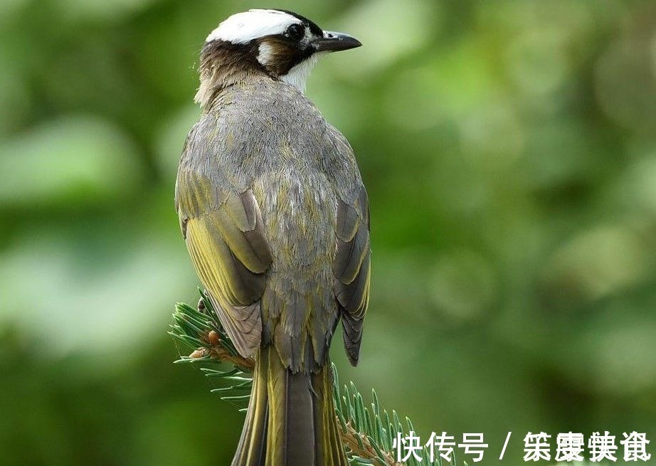 词语$文字都是肉长的:杯葛卑鄙杯中物,碑上悲剧背黑锅