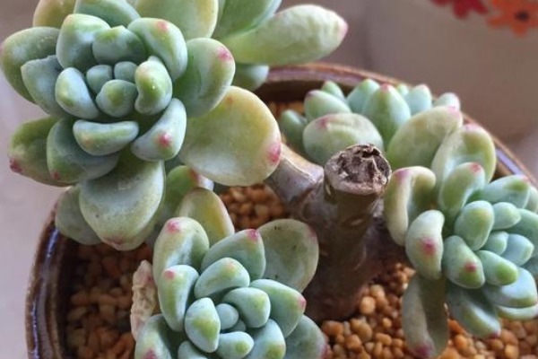 小崽崽|最皮实的四种多肉,养到就是赚到,竟然随便养养变成老桩