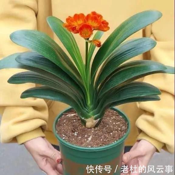 磷酸二氢钾|君子兰还不开花现在“虐一虐”，春节“乖乖”开花，吉祥又喜庆