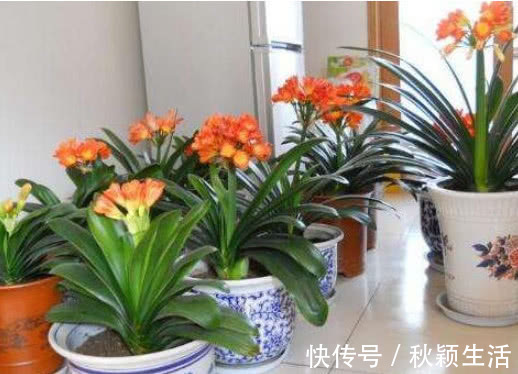 营养物质|手把手教你“君子兰”换盆,做好关键几点,年年开花不断,长得旺