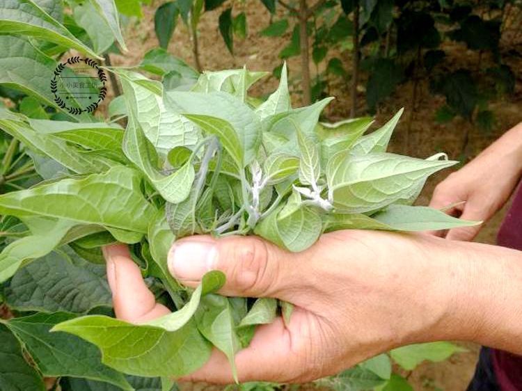 芝麻|这菜，很多人只吃果实，其实叶子才是宝贝，如今有钱也难买到