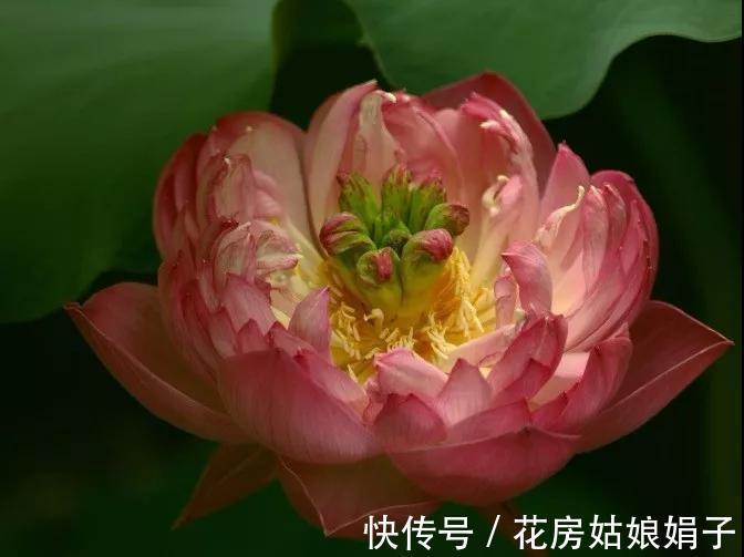 千瓣莲|珍品莲花，花开1000瓣，花色多变，花多少钱也得养上1缸