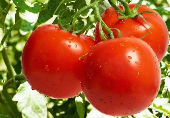 果实|如何挑选健康营养的西红柿大家知道吗不知道的抓紧进来看看!