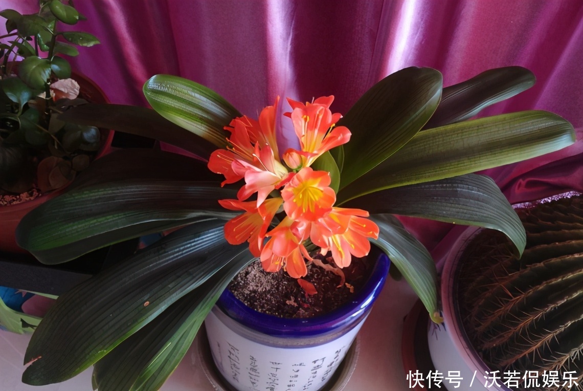 别郁闷,君子兰盆栽不开花了,满足4个条件,花开得停不下来