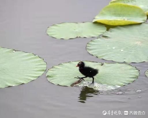 水鸡|萌萌的黑水鸡小宝宝