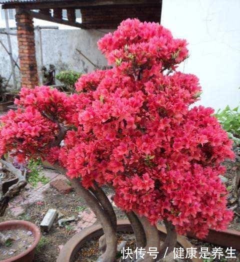 有“2种花”适合摆家中,不仅观赏性好,还是空气的“指示标”呢!