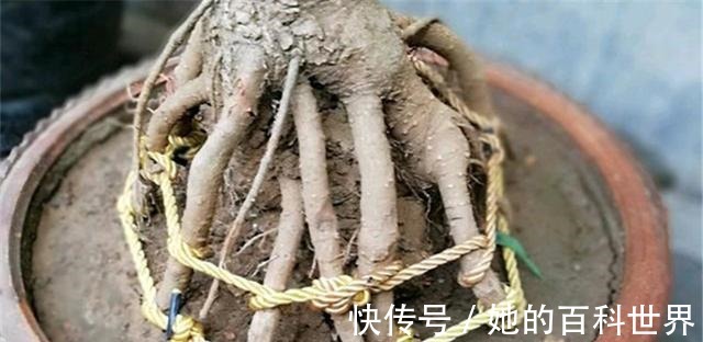 盆景|制作高价值的盆景，炼根是关键，看看怎么炼！