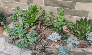 多肉|夏天养多肉，3个“痛点”别忽视，肉肉难长大，摊大饼，难度夏