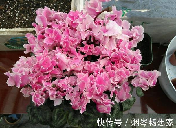 管理|日常养护仙客来难围绕5点管理,盆栽株型美、叶片密、开花多