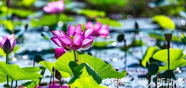 一周后,乘风破浪,一梦三年,繁花入梦,爱意盛涌,恩爱不离