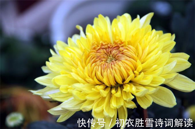 晏殊$晏几道两首重阳词赏:九日悲秋不到心,绿杯红袖趁重阳