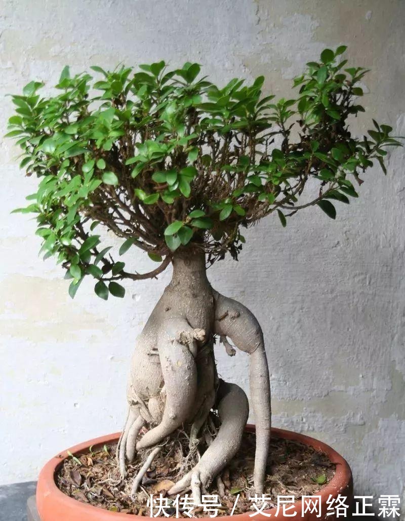 新手养护盆景的几个入门技巧,多花功夫才能养好