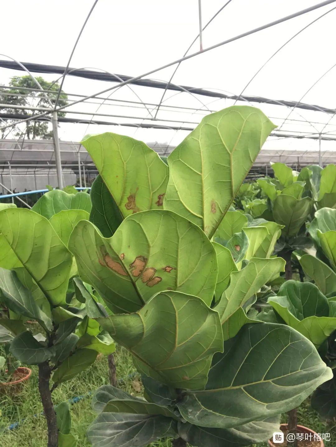 干枯|10种花特怕晒,越晒越黄叶,搬阴凉地儿才能活!