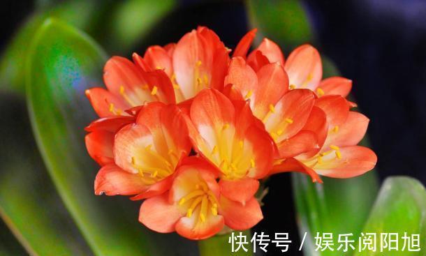 养君子兰3年不开花现在给它用点“小手段”，不出俩月出花苞