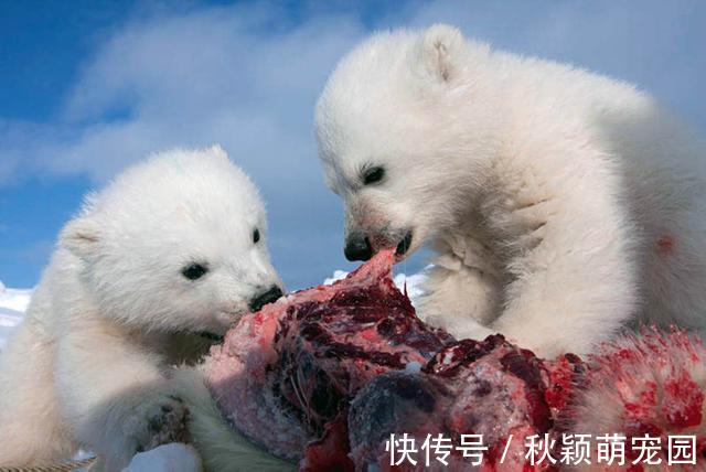 消化率|肉吃多了会便秘?北极熊拉屎为啥痛苦地大吼大叫?