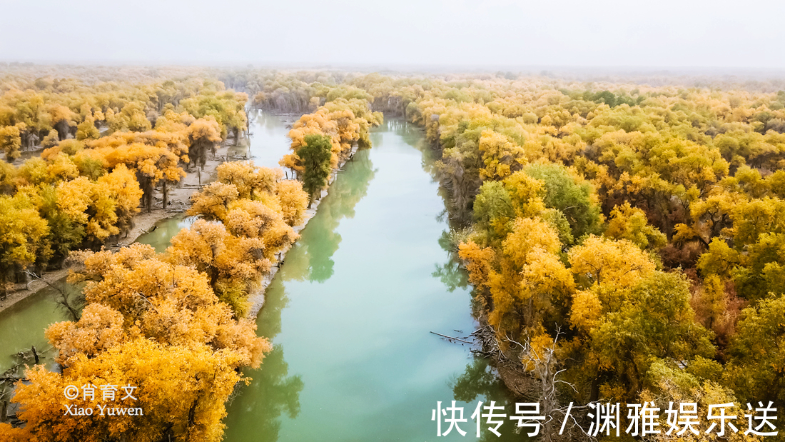 小火车|新疆胡杨最美的季节即将到来，坐上景区的小火车，仿佛穿越了时空