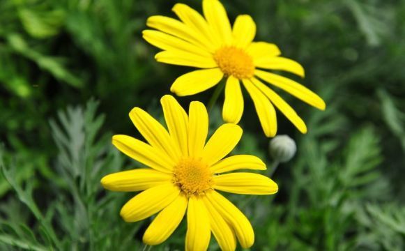 喜欢菊花就选“情人菊”,花姿优美,娇艳动人,花期长适合盆栽养